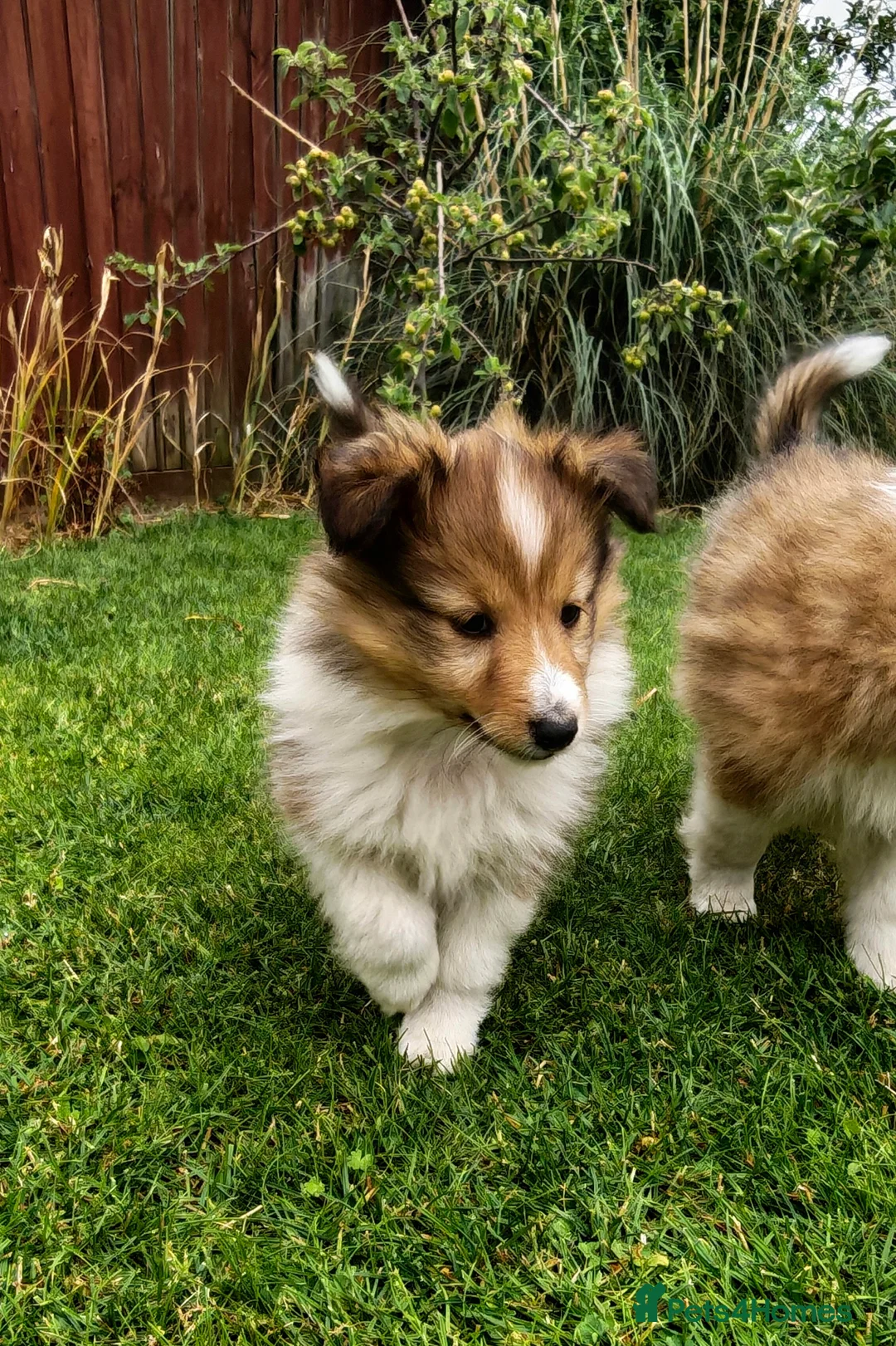 Shetland Sheepdog dogs for sale: Two KC registered Sheltie are still available. in Newmarket - Advert 2
