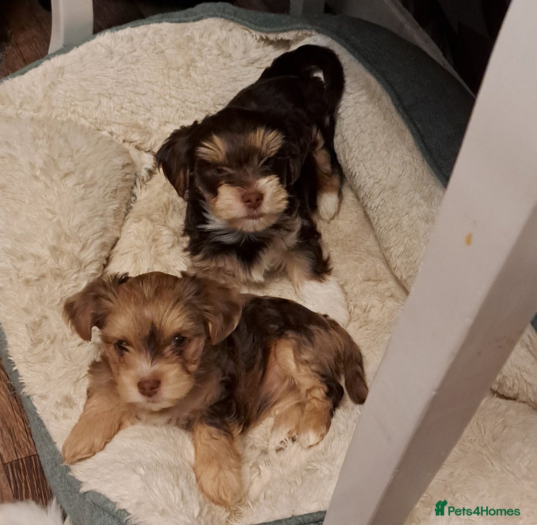 Yorkshire Terrier dogs for sale: 1 Boy & 3 Girls with Unique Coats - Advert 7