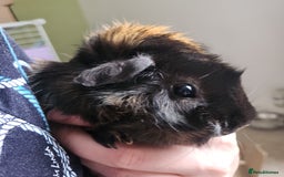 Guinea Pig rodents for sale: Female Guinea Pig - Image 1