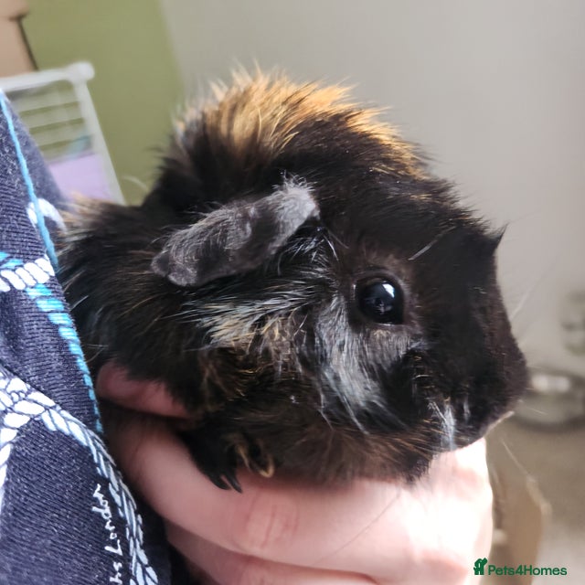 Curated visual reference: Fresh Look at Female Guinea Pig For Sale In Buckingham