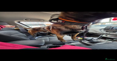 Belgian Shepherd Dog dogs - Advert 7