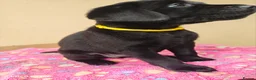 Labrador Retriever dogs for sale: Exceptional Home Raised Labrador Puppies in Nottingham - Advert 10