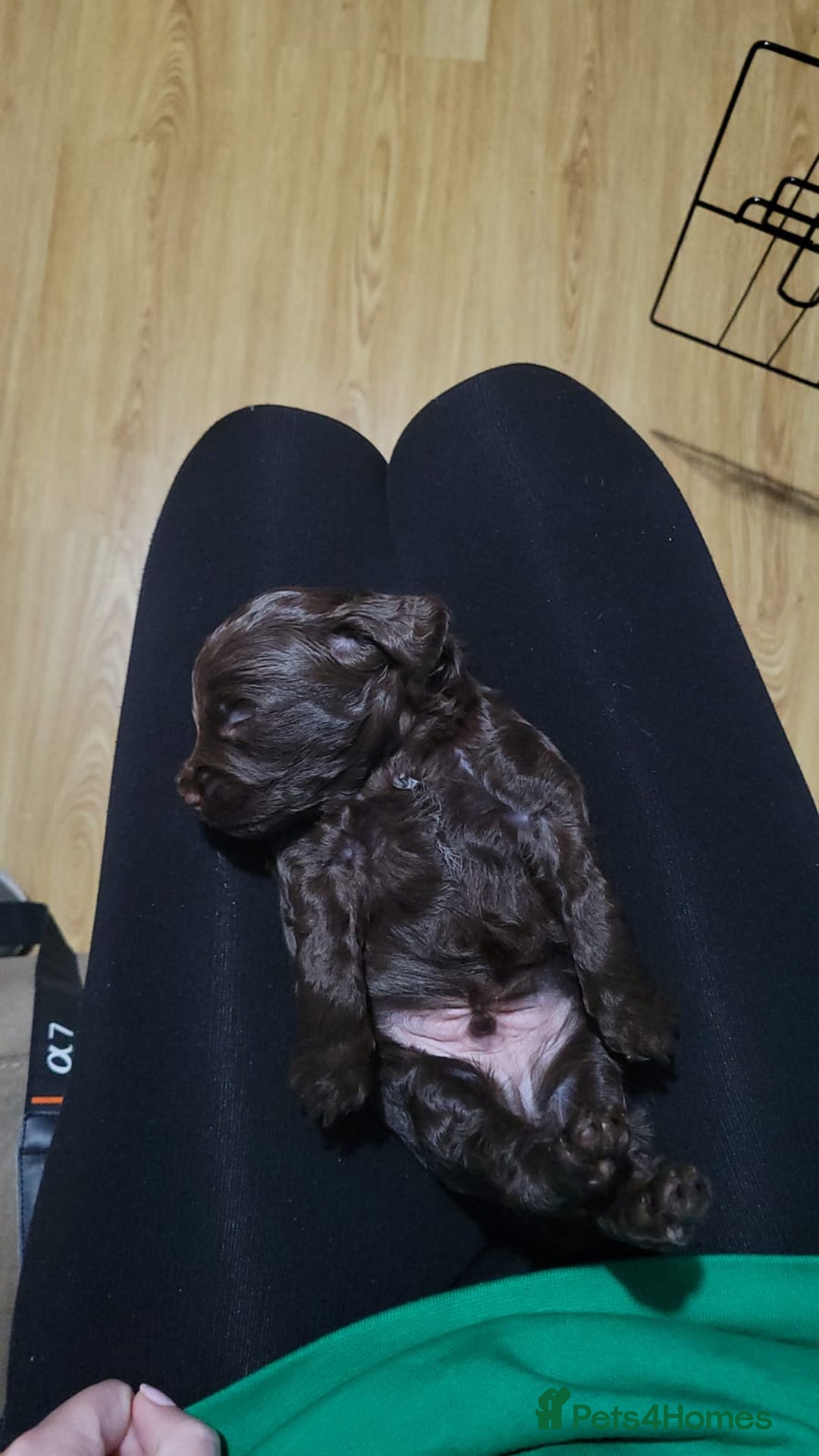 Cockapoo dogs for sale: 3 beautiful puppies for sale £1200 - Advert 7