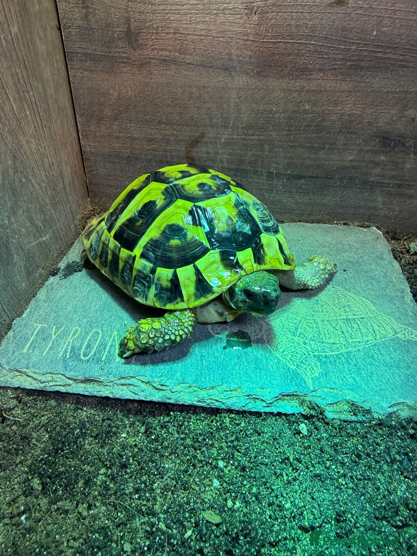 Hermann Tortoise reptiles Hermann Tortoise For Sale- Loving Home Wanted  - Advert 1