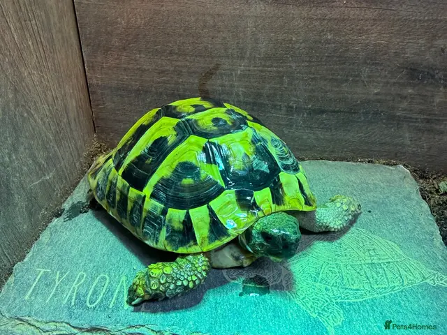 Hermann Tortoise reptiles Hermann Tortoise For Sale- Loving Home Wanted - Advert 9