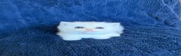Scottish Fold cats for sale: Beautiful Scottish Fold & Straight Kittens - Advert 36