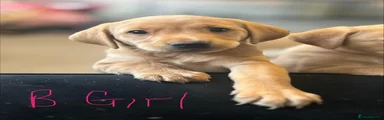 Labrador Retriever 2