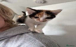 American Shorthair cats for sale: Miss diva - Image 2