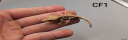 Gecko reptiles for sale: Red Lily White Crested Gecko  - Advert 3