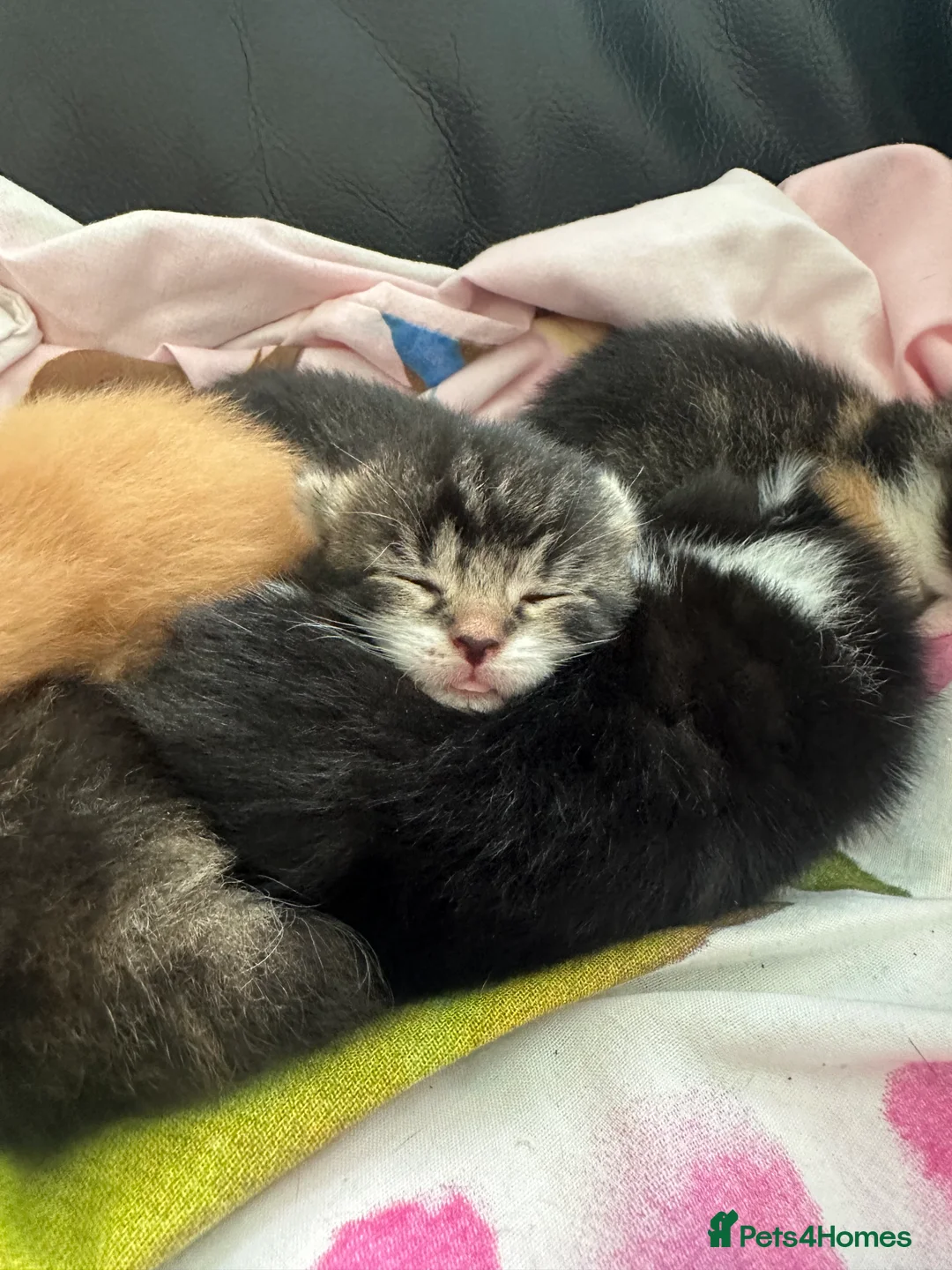 Mixed Breed cats for sale: Stunning Kittens - Advert 2