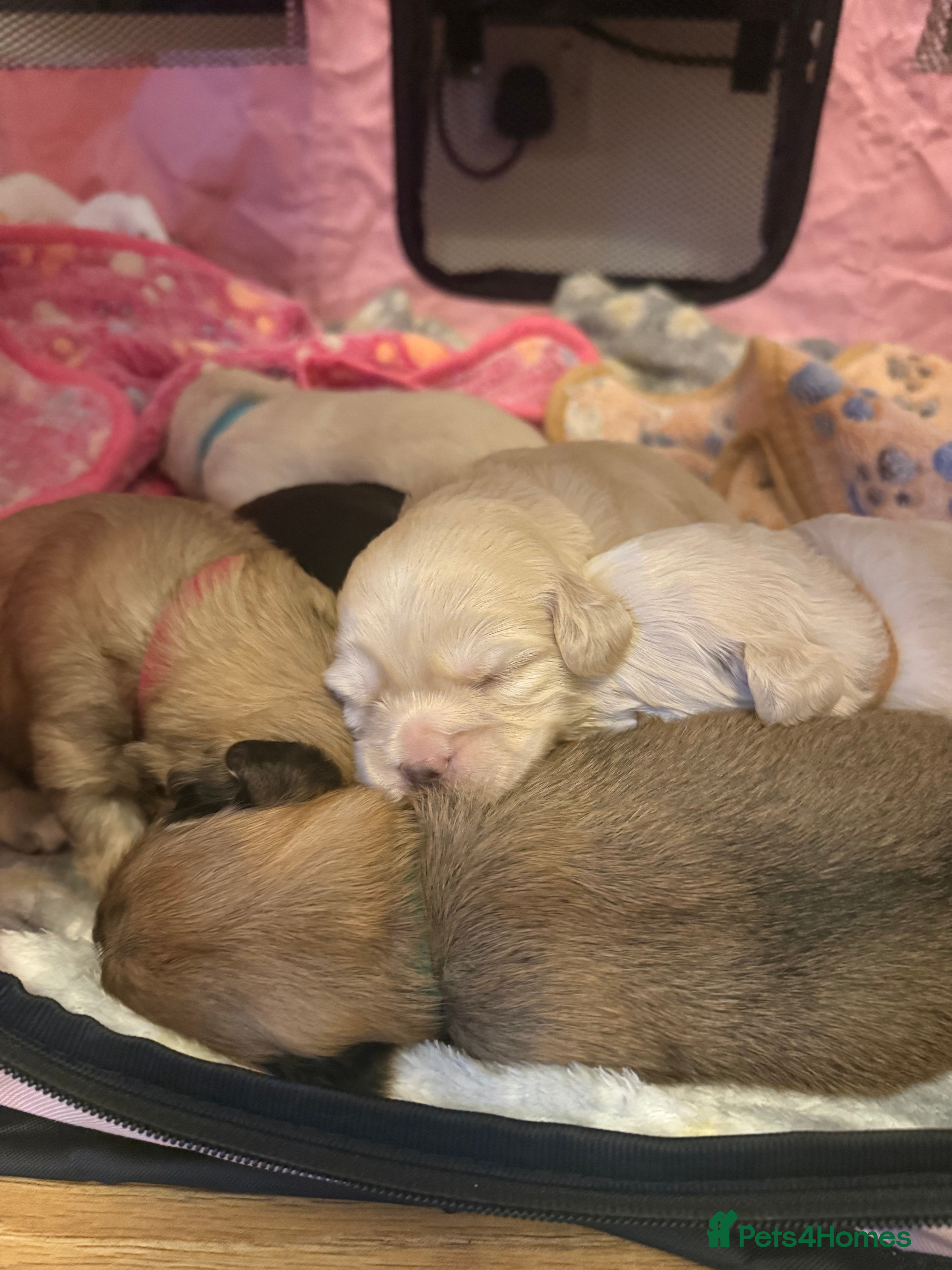 Mixed Breed dogs ✨Adorable Cockapompoo Puppies✨ - Advert 1