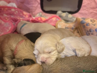 Mixed Breed dogs ✨Adorable Cockapompoo Puppies✨ - Advert 1