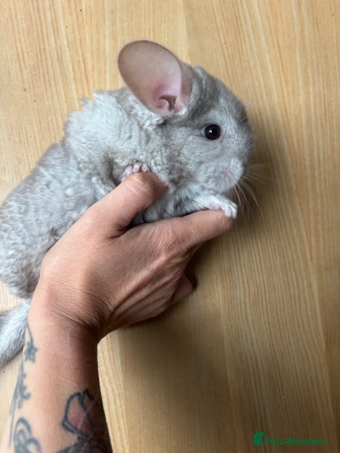 Chinchilla rodents for sale: Tan velvet female and other sexed twin kits  in Solihull - Advert 6