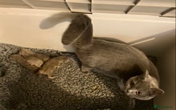 British Longhair cats for sale: HEALTH TESTED LILAC BLUE BRITISH LONGHAIR SHORT - Image 1