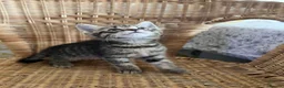 Mixed Breed cats for sale: 4 baby kittens  in Liverpool - Advert 6