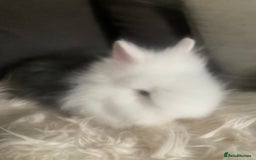 Lionhead rabbits for sale: Beautiful DoubleMane Lionhead Baby Bunnies/Rabbits - Image 8