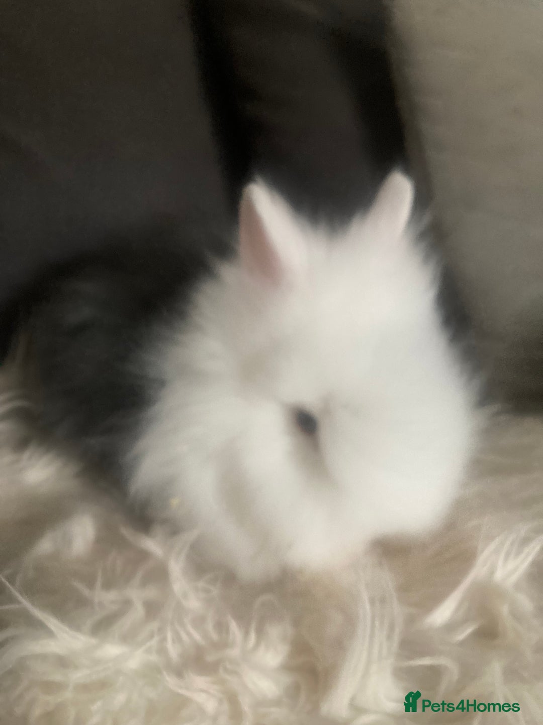 Lionhead rabbits for sale: Beautiful DoubleMane Lionhead Baby Bunnies/Rabbits - Image 8
