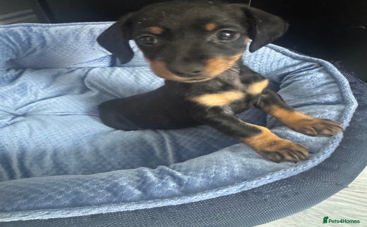 Miniature Dachshund dogs - Advert 1