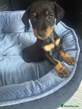 Miniature Dachshund dogs - Advert 14