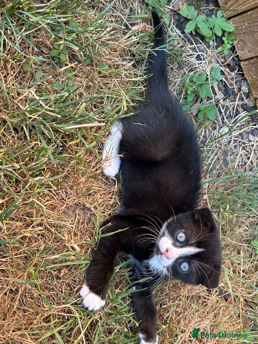 Mixed Breed cats for sale: 6 Beautiful Kittens - Advert 2