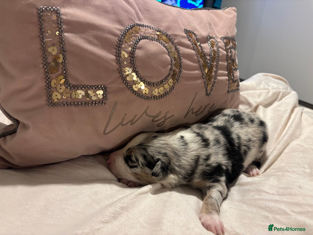 Border Collie dogs for sale: Border collie puppy’s ready to reserve  - Image 34