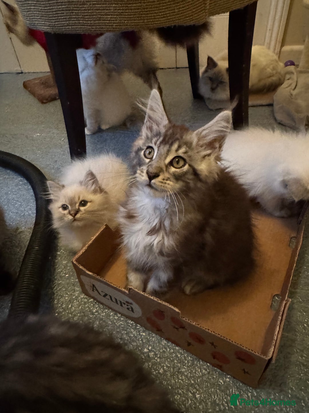 Ragdoll cats for sale: 🚨 Gorgeous, pedigree Ragdoll Puffballs! 🚨  - Image 5
