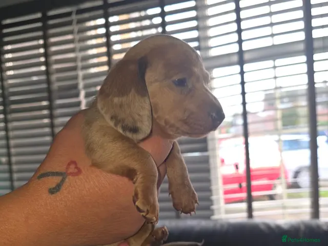 Dachshund dogs for sale: 3 Dapple Daschund puppies - Advert 6