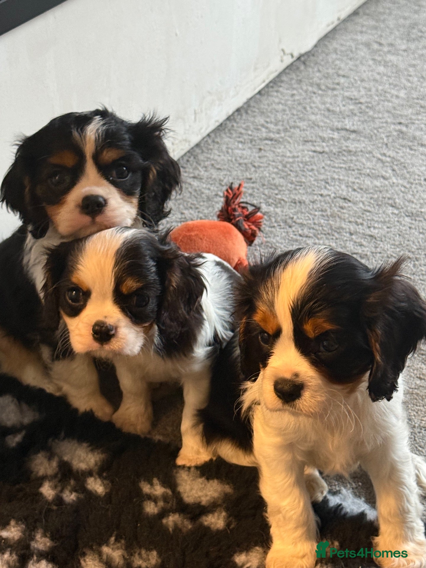 Cavalier King Charles Spaniel dogs ❤️ Available LAST FEW – Beautiful Cavalier 🐶 ❤️ - Advert 3
