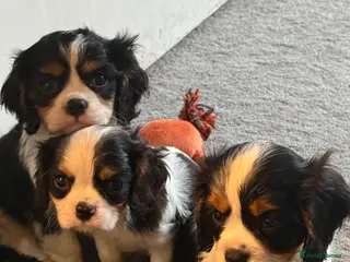 Cavalier King Charles Spaniel dogs ❤️ Available LAST FEW – Beautiful Cavalier 🐶 ❤️ - Advert 3