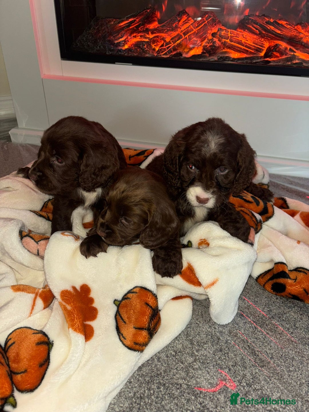 Cocker Spaniel dogs for sale: Cocker spaniel puppies - Image 10