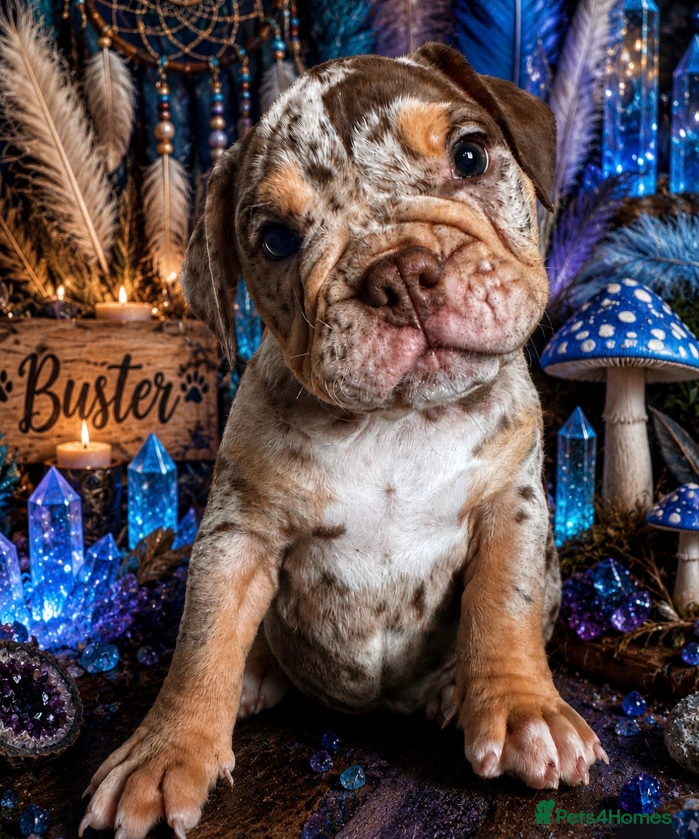 English Bulldog dogs Old English bulldogges - Advert 5