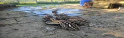 Emus poultry for sale: Pair of Female Emu Chicks – DNA Sexed in Rotherham - Advert 1