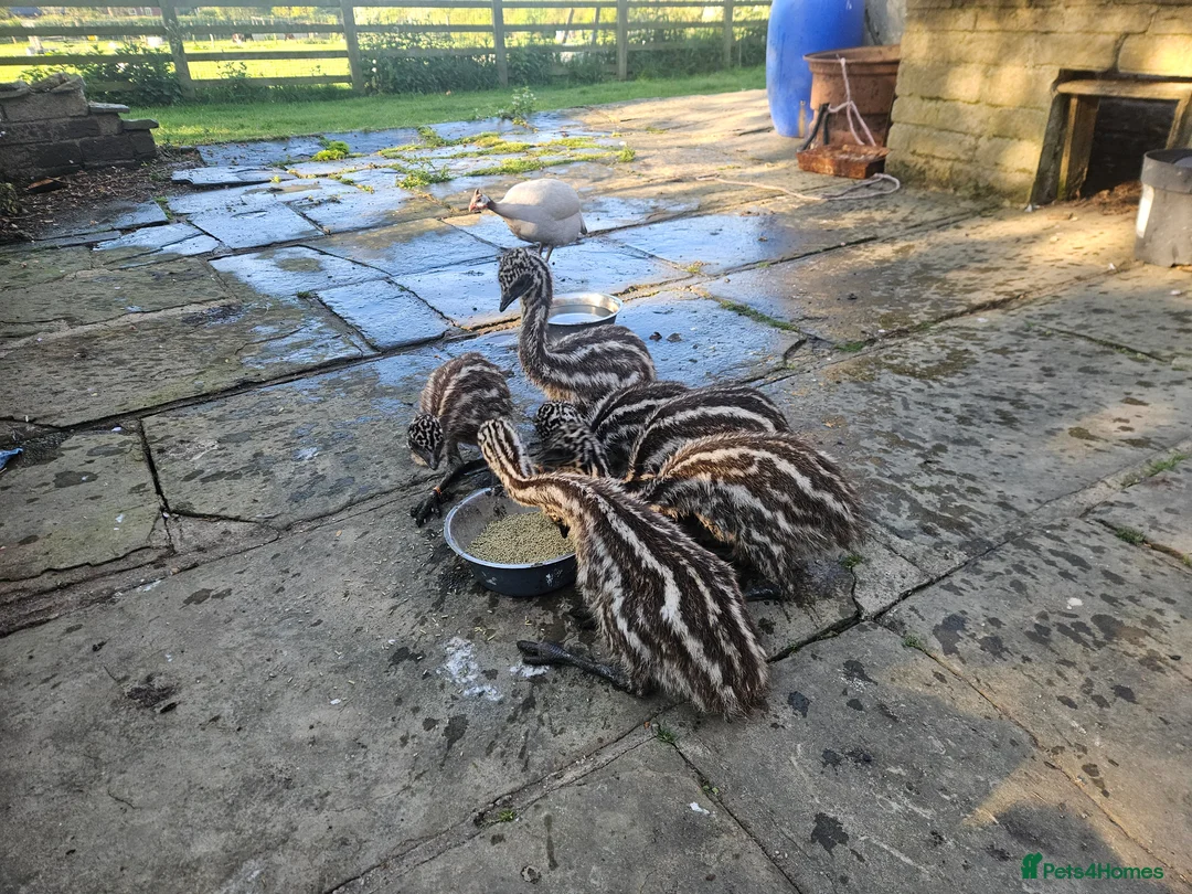 Emus poultry for sale: Pair of Female Emu Chicks – DNA Sexed in Rotherham - Advert 1