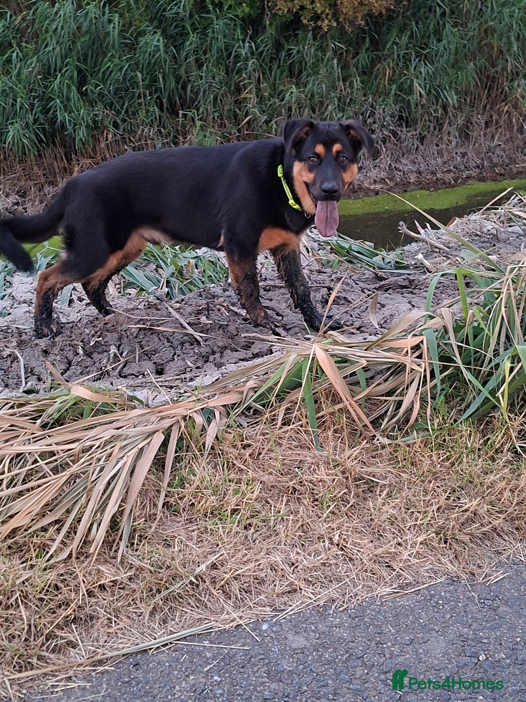 Mixed Breed dogs for sale: Puppies - Advert 8