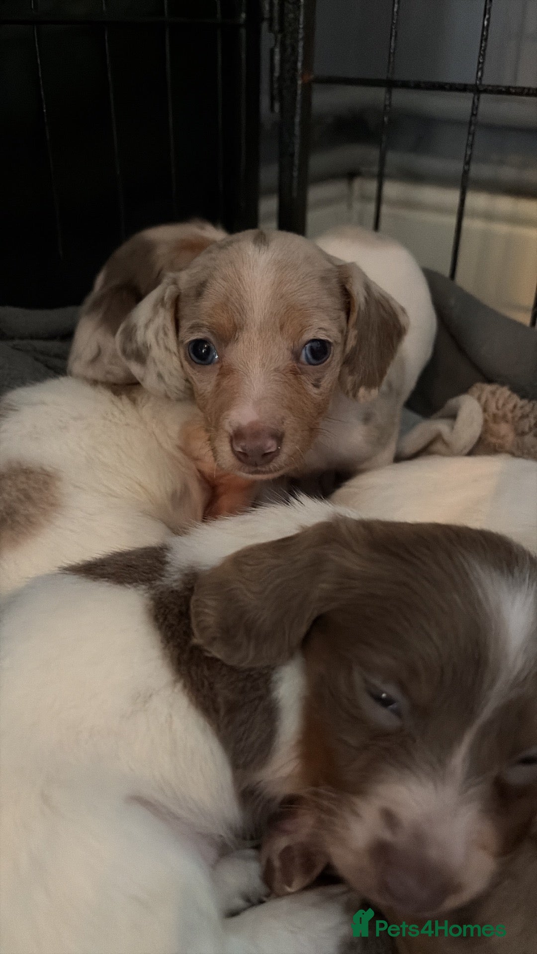 Dachshund dogs Miniature dachshund  - Advert 2