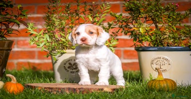Cocker Spaniel dogs - Advert 12