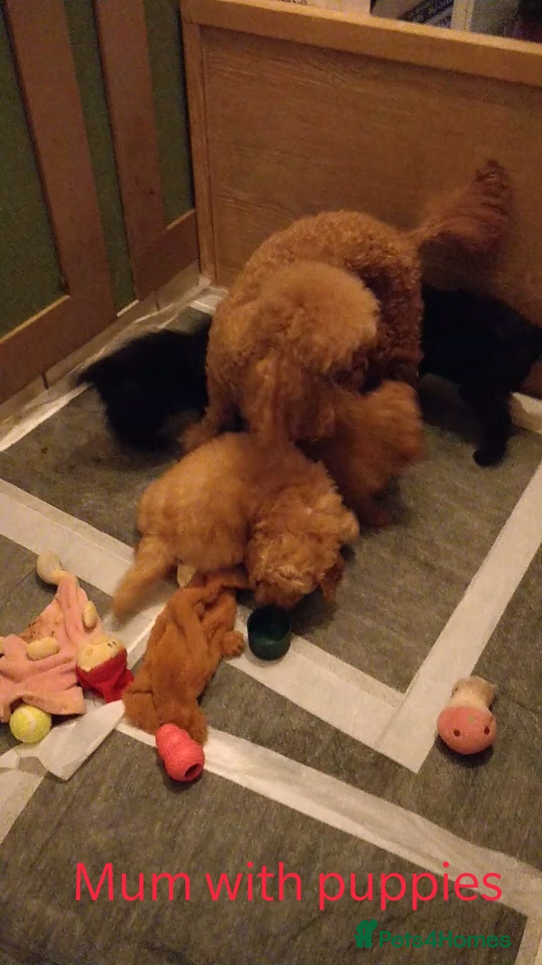 Toy Poodle dogs Exceptional KC Toy Poodles red & black colours - Advert 2