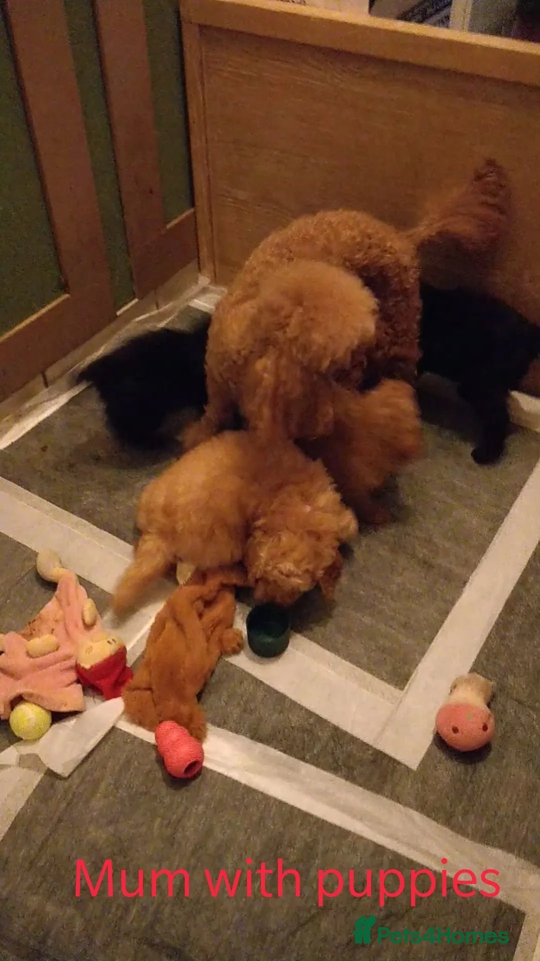 Toy Poodle dogs for sale: Exceptional KC Toy Poodles red & black colours - Advert 2
