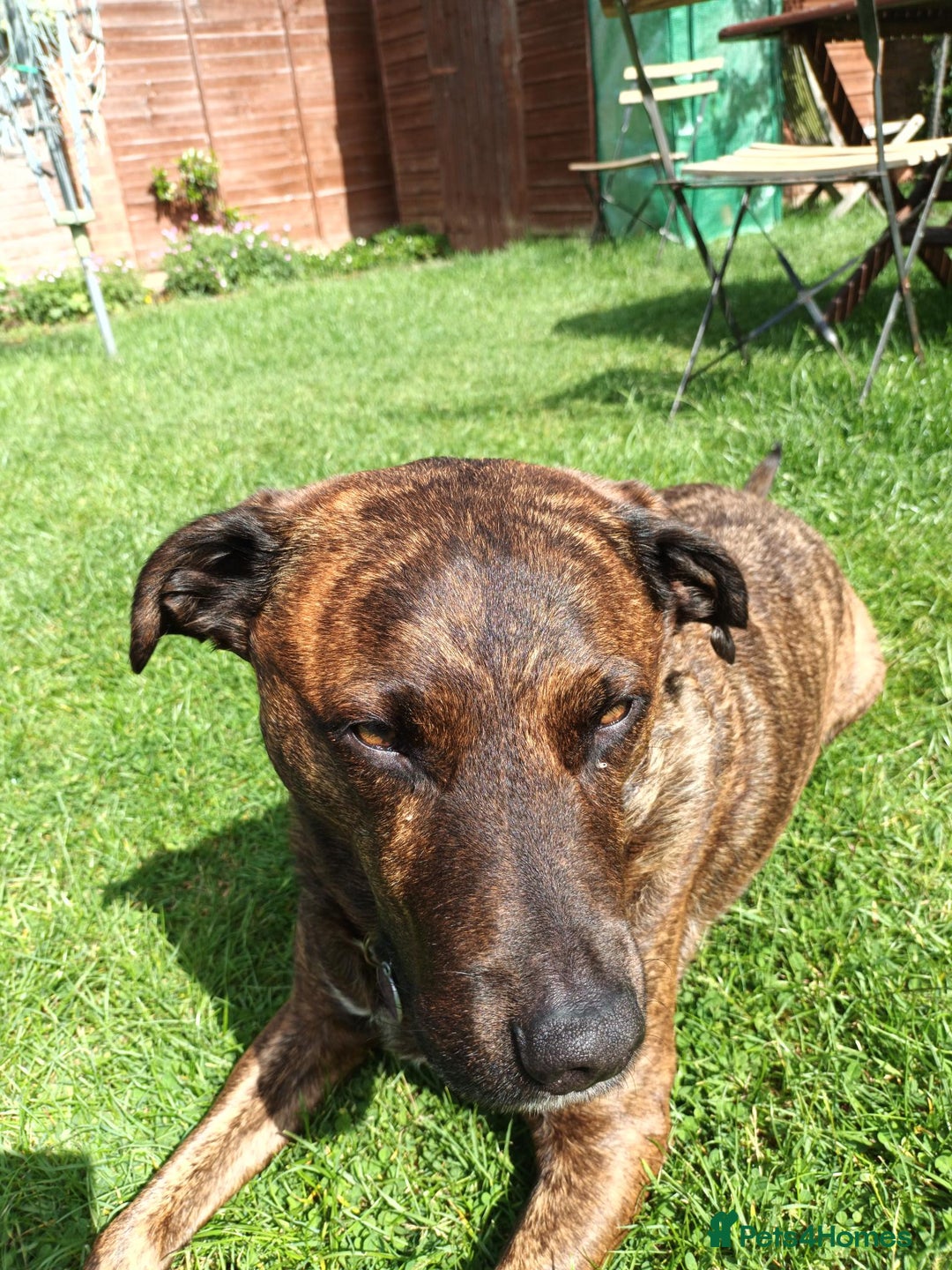 Mixed Breed dogs for sale: Family Dog for Rehoming - Advert 2