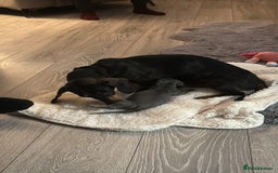 Miniature Dachshund dogs for sale: Miniature dachshund girl  - Image 6