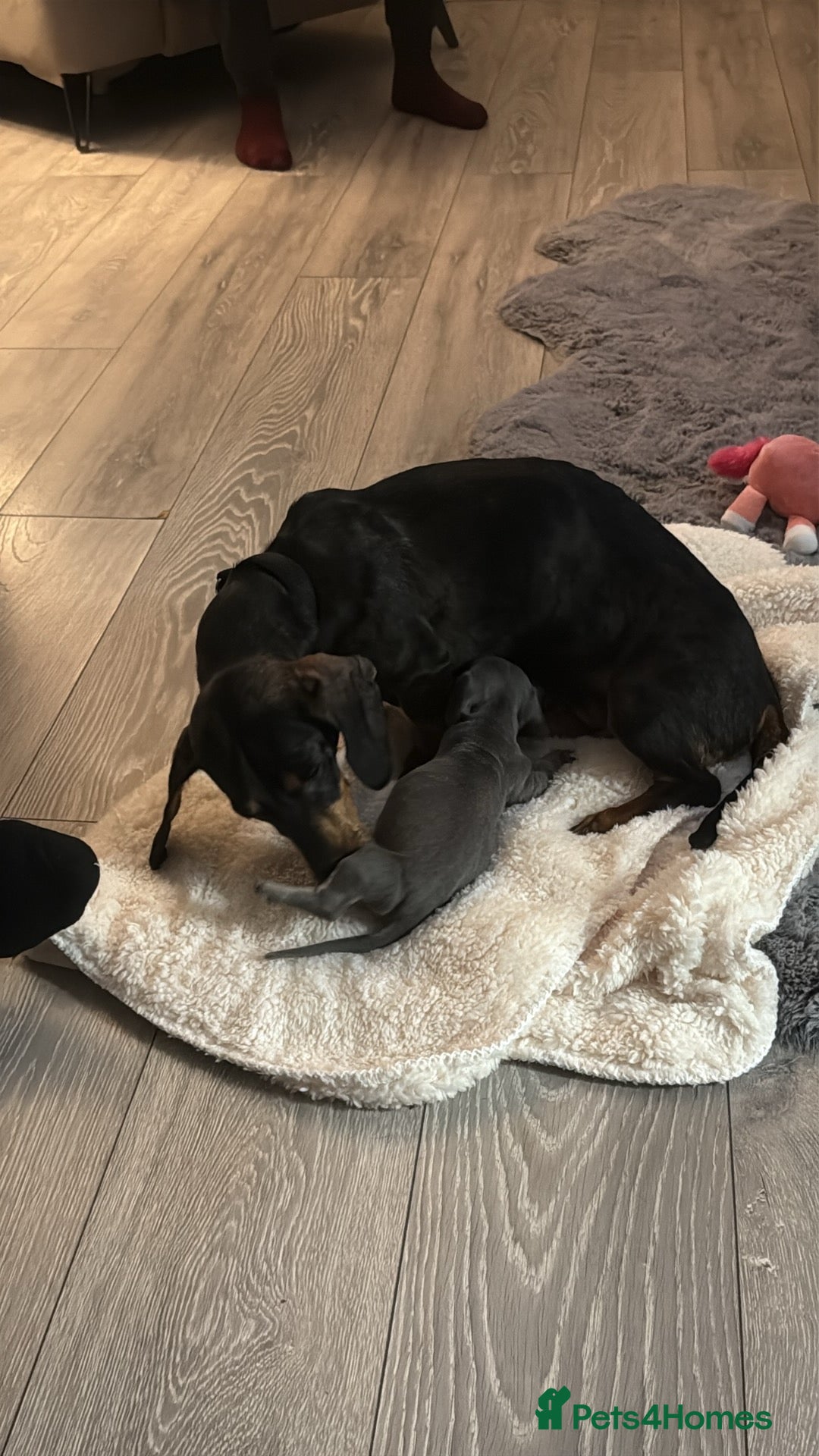 Miniature Dachshund dogs for sale: Miniature dachshund girl  - Image 6