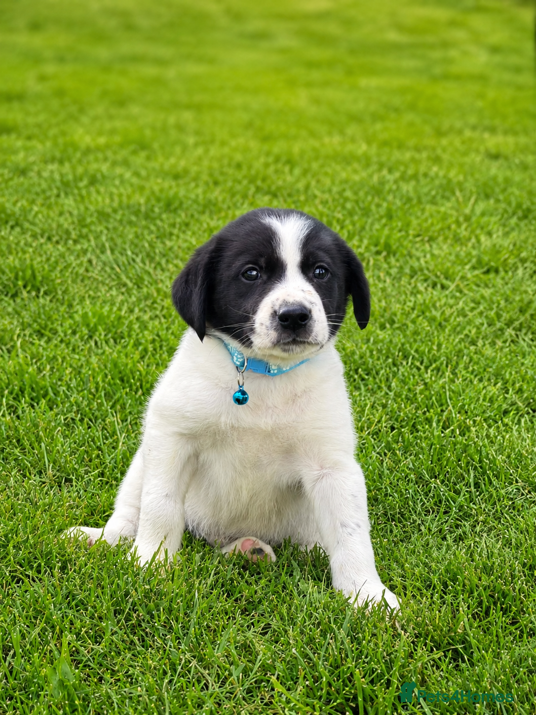 Border Collie dogs for sale: Border Collie Puppies Ready Now - Advert 6
