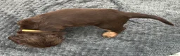 Cocker Spaniel dogs for sale: KC registered Show cocker spaniel  in King's Lynn - Advert 13