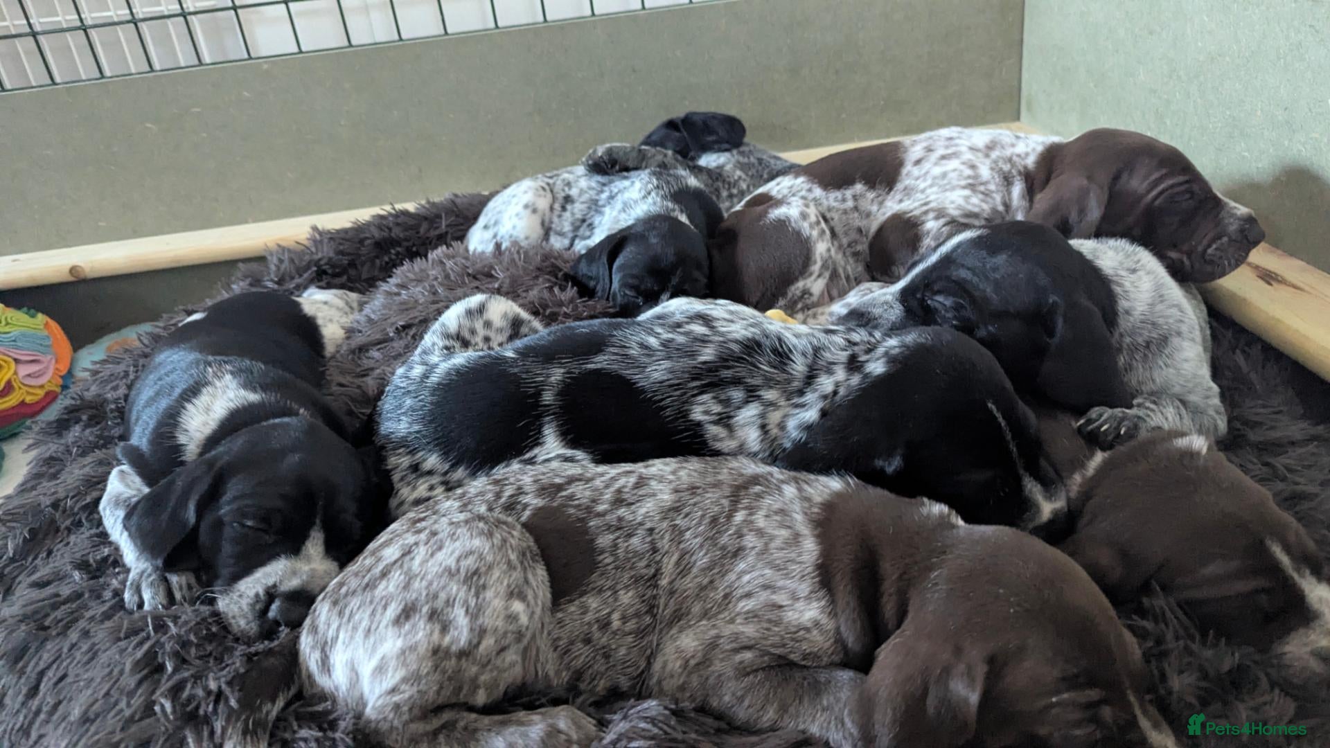 German Shorthaired Pointer dogs for sale: Gorgeous Black and Liver ticked GSP puppies - Advert 2