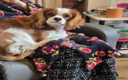 Cavalier King Charles Spaniel dogs for sale: Cavalier King Charles Spaniel - Image 2