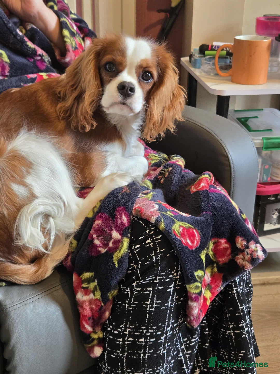 Cavalier King Charles Spaniel dogs for sale: Cavalier King Charles Spaniel - Image 2