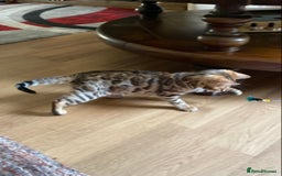 Bengal cats for sale: Bengal kittens - Image 7