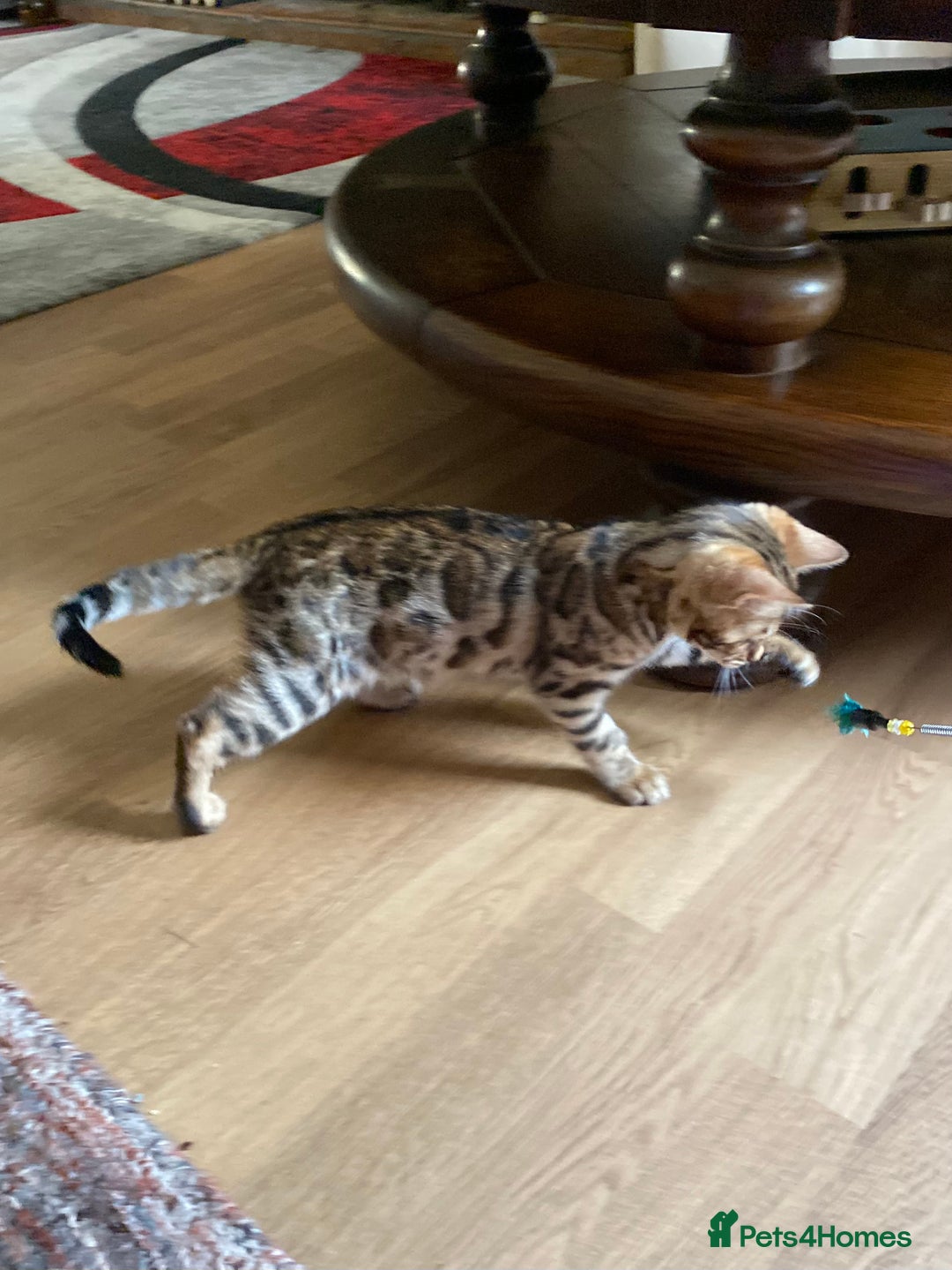 Bengal cats for sale: Bengal kittens - Image 7