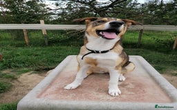 Mixed Breed dogs for adoption: 💖🐶 LISKA 🐶💖 - Image 13