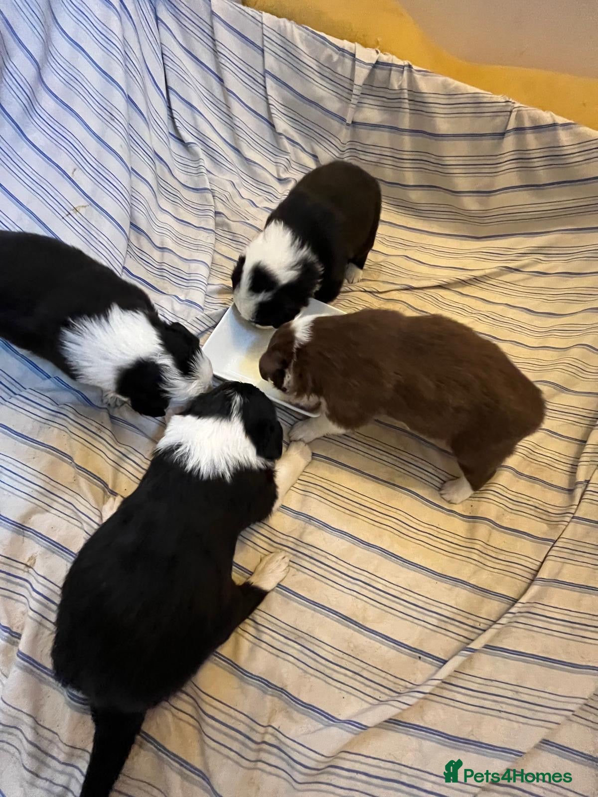 Border Collie dogs Cornmill Farm Border Collies  - Advert 5